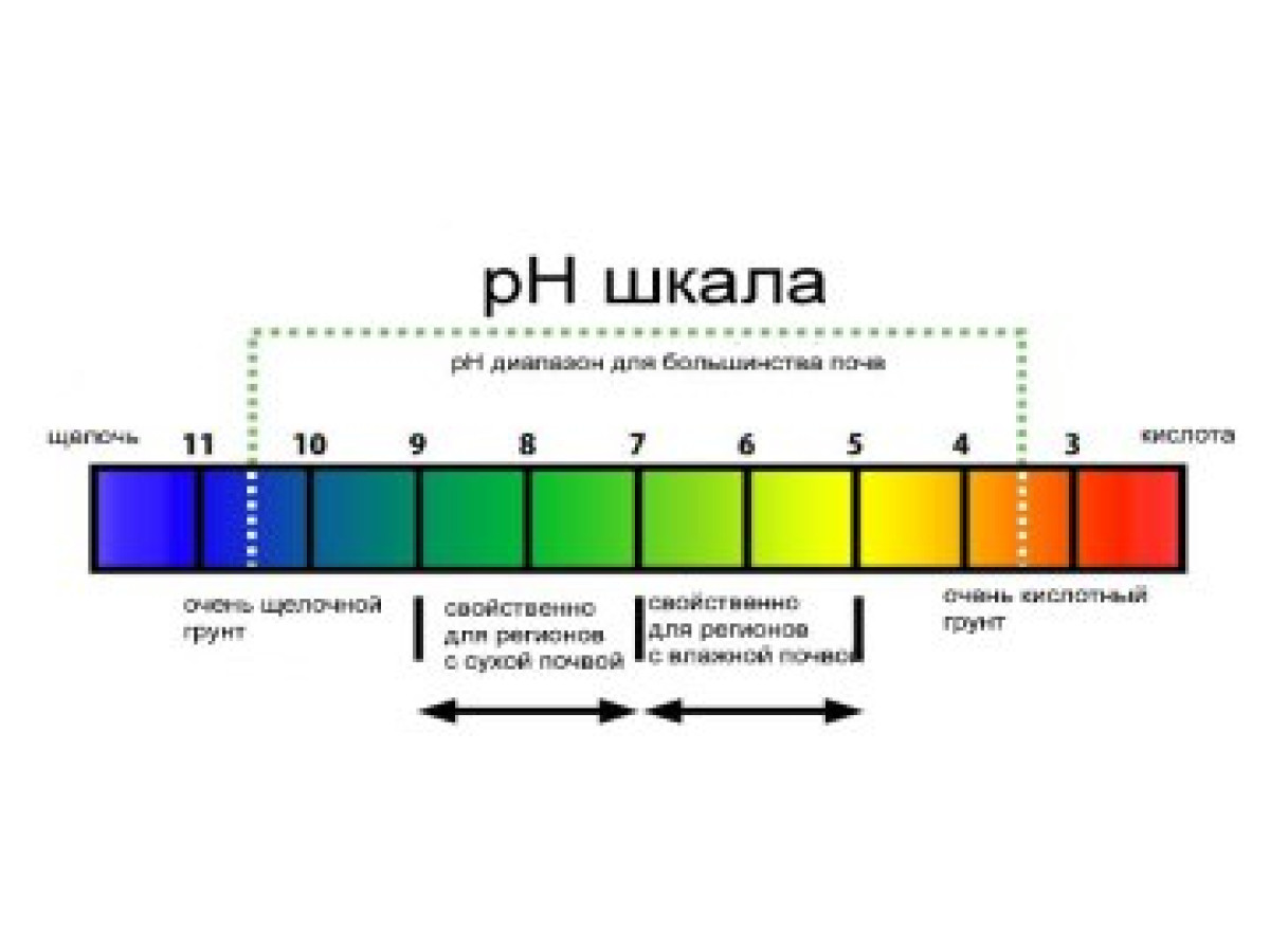 Советы по выбору растений. Растения для щелочных почв