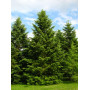 Ялиця Нордмана Актуальна висота : 70-80 см Об'єм : 20 л