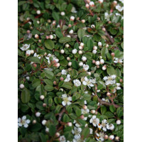 Кизильник лежачий Queen of Carpets Актуальный диаметр : 20-25 см Объем : 2 л