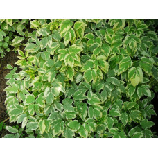 Сныть обыкновенная  Variegata<br>Объем : 1 л