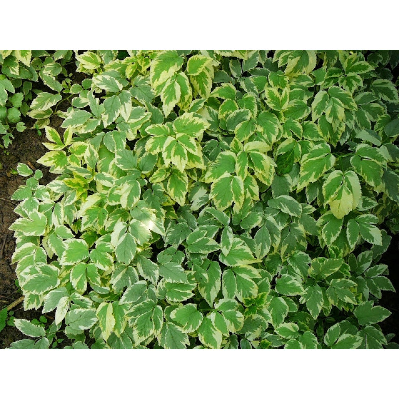 Сныть обыкновенная  Variegata Объем : 1 л