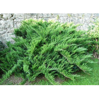 Ялівець козацький Tamariscifolia Актуальний діаметр : 20-25 см Об'єм : 3 л