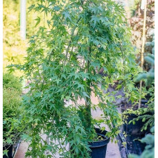 Клен Palmatum Ryusen (штамб)<br>Актуальная высота : 120 см <br>Объем : 17 л