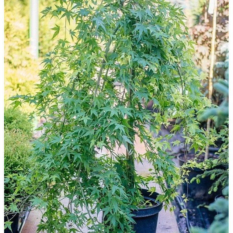 Клен Palmatum Ryusen (штамб) Актуальная высота : 120 см Объем : 17 л