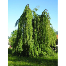 Бук лесной Pendula<br />
Актуальная высота : 200-250 см<br />
Объем : 35 л