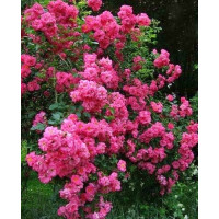 Троянда плетиста Chaplinz Pink Об'єм : відкрита коренева система