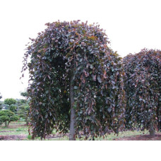 Бук лісовий Purpurea Pendula<br>Актуальна висота : 150-200 см <br>Об'єм : 35 л