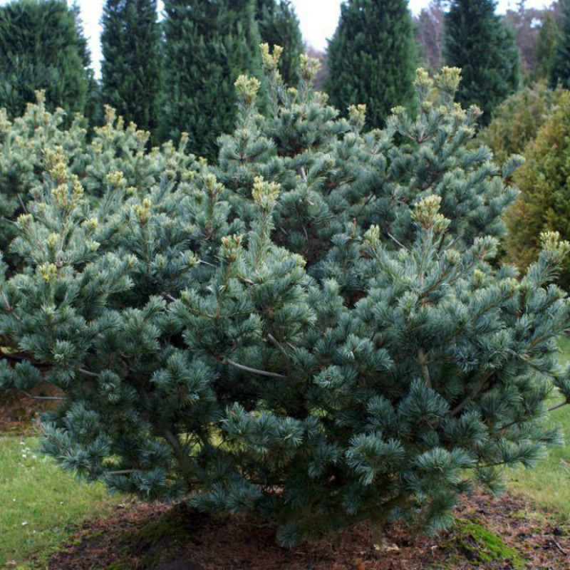 Сосна дрібноквіткова Glauca Актуальна висота : 130-150 см Об'єм : 15 л