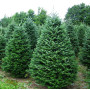 Ялиця Фразера Актуальна висота : 120-140 см Об'єм : 40 л