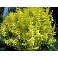 Барбарис Тунберга Aurea Актуальна висота : 15-17 см Об'єм : 1,5 л