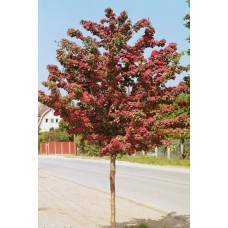 Глід звичайний Paul's Scarlet<br />
Актуальна висота : 175-200 см<br />
Об'єм : 35 л