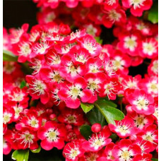 Глід декоративний Crimson Cloud<br />
Актуальна висота : 150-175 см<br />
Об'єм : 35 л