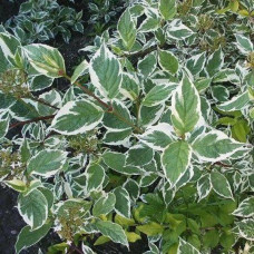 Дерен білий Sibirica Variegata<br />
Актуальна висота : 20-25 см<br />
Об'єм : 2 л