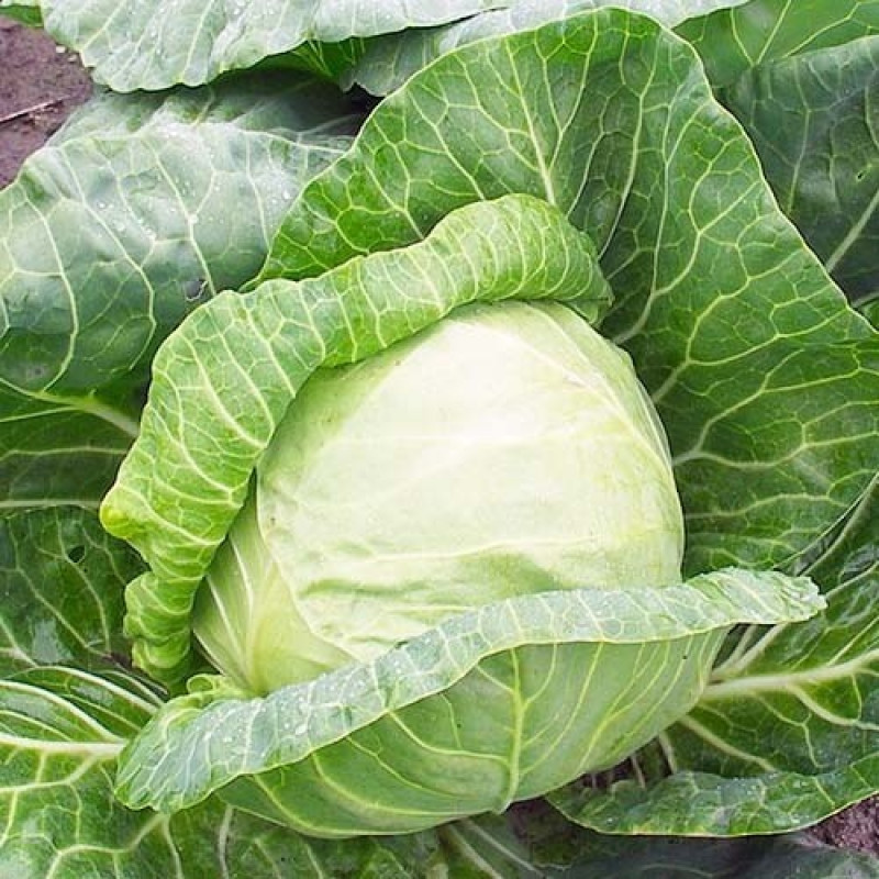 Капуста білокачанна Пандіон F1 Вага : 20 шт