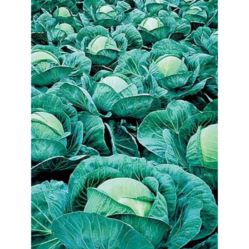 Капуста білокачанна Атрія F1 Вага : 20 шт