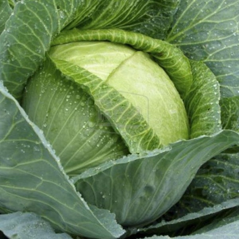 Капуста білокачанна Зенон F1 Вага : 20 шт