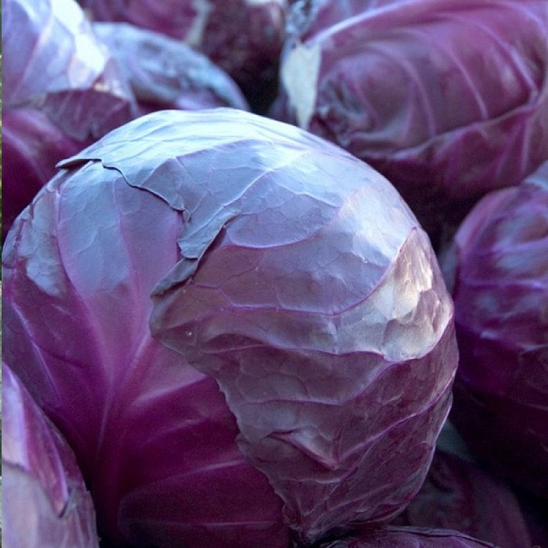 Капуста червонокачанна Рексома F1 Вага : 15 шт