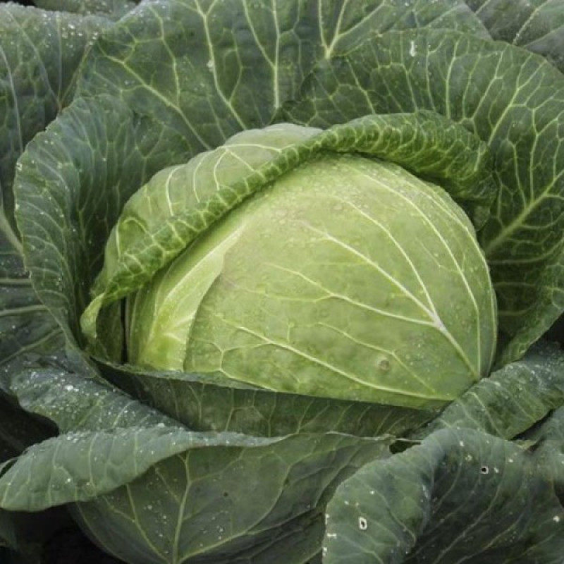 Капуста білокачанна Мегатон F1 Вага : 20 шт
