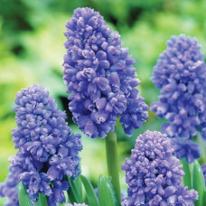 Мускарі Blue Spike<br />
Розмір цибулини : розмір цибулини 7/8