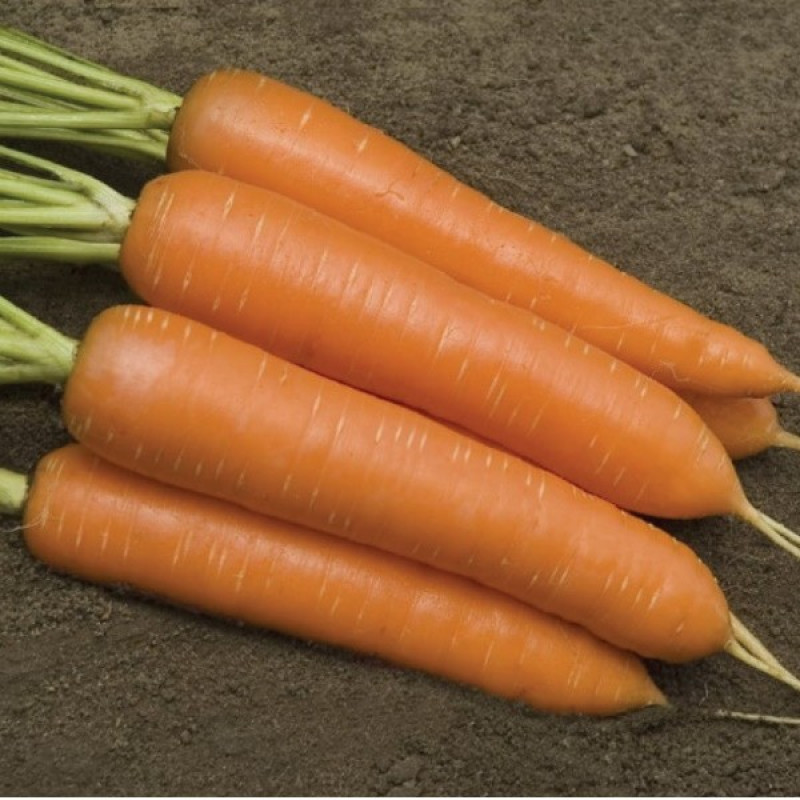 Морква Монанта F1 Вага : 2 г