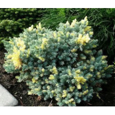 Ялівець лускатий Floreant<br />
Актуальний діаметр : 5-8 см<br />
Об'єм : P9