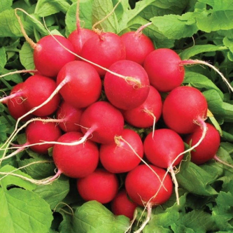 Редиска Рондар F1 Вага : 2 г