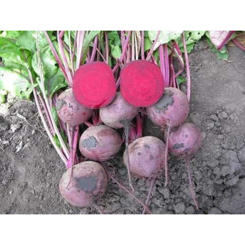 Свекла Зепо F1 Вес : 200 шт