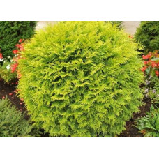 Туя західна Globosa Aurea<br />
Актуальна висота : 30-40 см<br />
Об'єм : 7,5 л