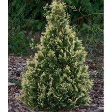 Туя западная Smaragd Variegata<br />
Актуальная высота : 40-50 см<br />
Объем : 7,5 л