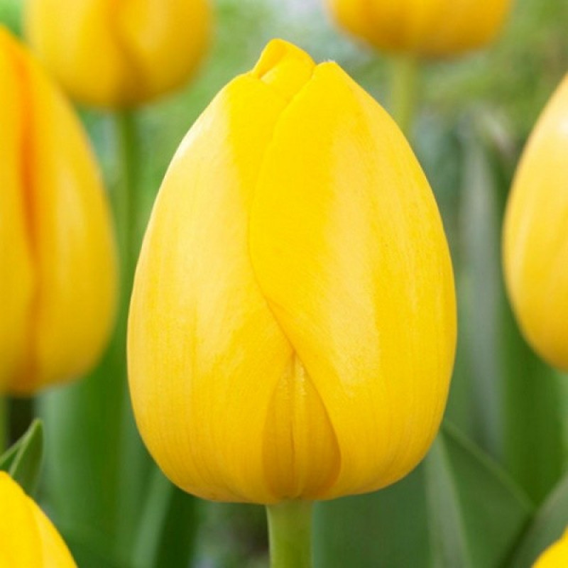 Тюльпан Дарвина Novi Sun Размер луковицы : размер луковицы 11/12