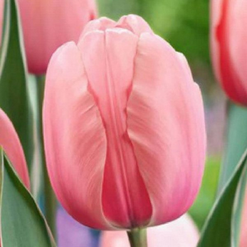 Тюльпан Дарвина Salmon Impression Размер луковицы : размер луковицы 11/12