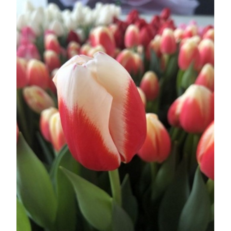 Тюльпан Триумф Roman Empire Размер луковицы : размер луковицы 11/12