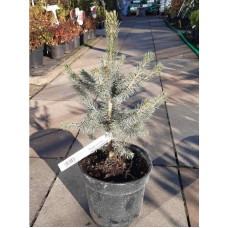 Ялина колюча Super Blue Seedling<br />
Актуальна висота : 25-30 см<br />
Об'єм : 3 л
