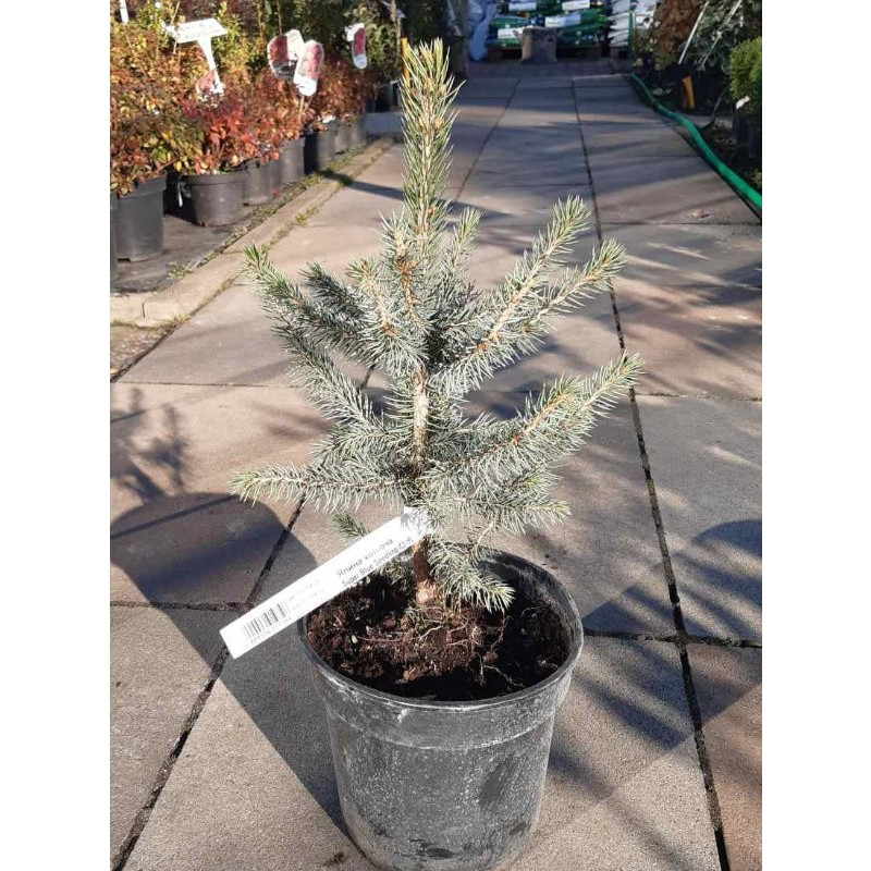 Ялина колюча Super Blue Seedling Актуальна висота : 25-30 см Об'єм : 3 л