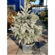 Ялина колюча Super Blue Seedling<br />
Актуальна висота : 60-70 см<br />
Об'єм : 7,5 л