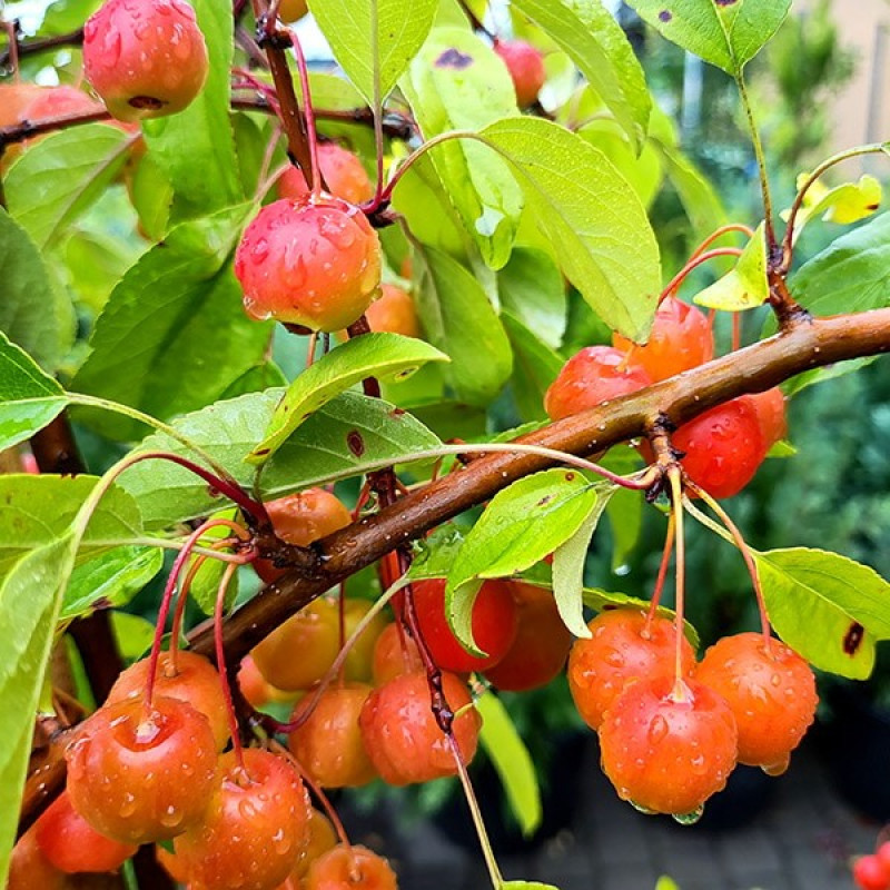 Яблуня декоративна Профессор Шпренгер Актуальна висота : 170-180 см Об'єм : 25 л