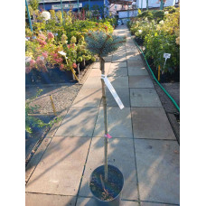 Ялина колюча Globosa (штамб)<br />
Актуальний діаметр : 15-20 см<br />
Об'єм : 5 л