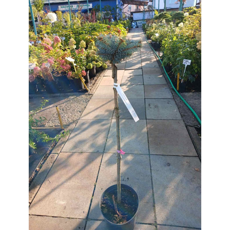 Ялина колюча Globosa (штамб) Актуальний діаметр : 15-20 см Об'єм : 5 л