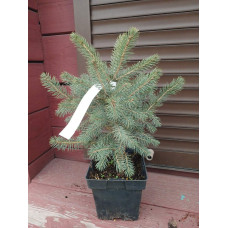 Ялина колюча Kaibab<br />
Актуальна висота : 25-30 см<br />
Об'єм : 2 л