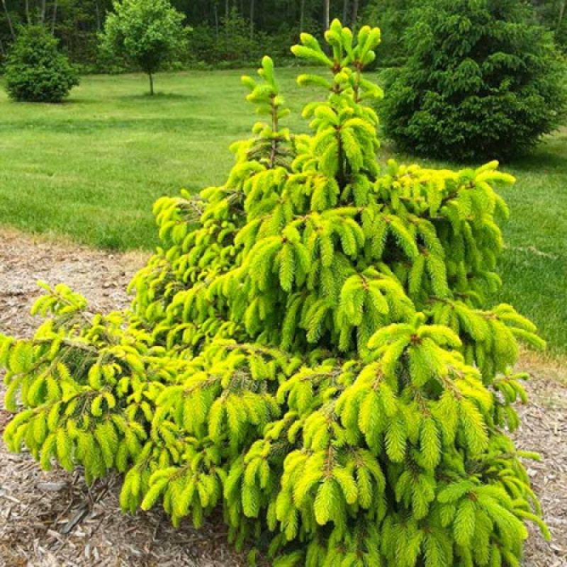 Ялина звичайна Acrocona Golden Актуальна висота : 40-50 см Об'єм : 5 л