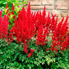 Астільба Etna<br />
Об'єм : 1,5 л