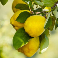 Айва Подарок онуку<br />
Возраст растения : 2 года<br />
Объем : открытый корень