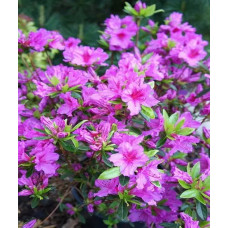 Азалія японська Blue Danube<br />
Актуальна висота : 20-25 см<br />
Об'єм : 5 л