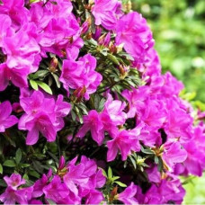 Азалия японская Geisha Purple<br />
Актуальная высота : 20-25 см<br />
Объем : 3 л