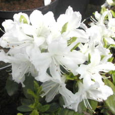 Азалія японська Geisha Weiss<br />
Актуальна висота : 20-25 см<br />
Об'єм : 5 л