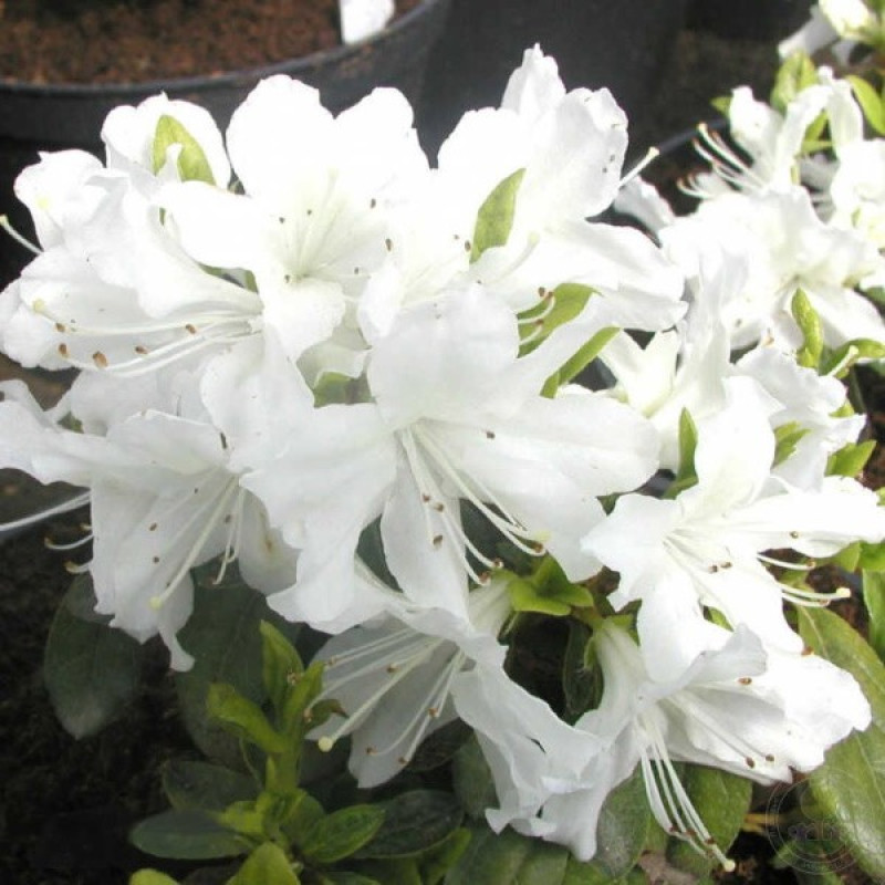Азалія японська Geisha Weiss Актуальна висота : 20-25 см Об'єм : 5 л