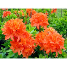 Азалия японская Mandarin Lights<br />
Актуальная высота : 20-25 см<br />
Объем : 3 л