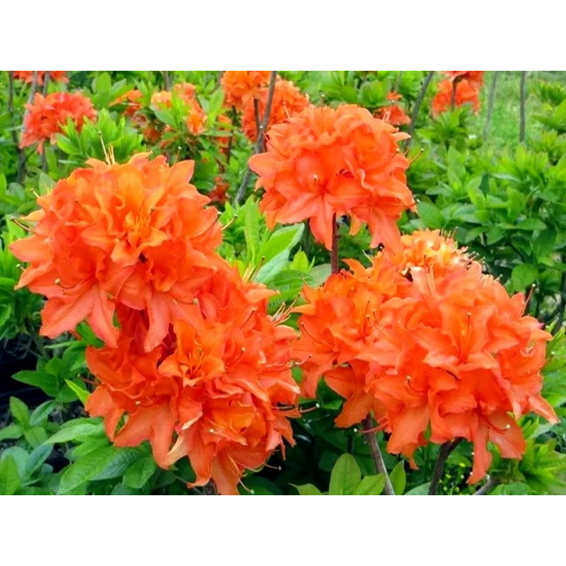 Азалія японська Mandarin Lights Актуальна висота : 20-25 см Об'єм : 3 л