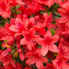 Азалия японская Stewartstonian<br />
Актуальная высота : 20-25 см<br />
Объем : 3 л