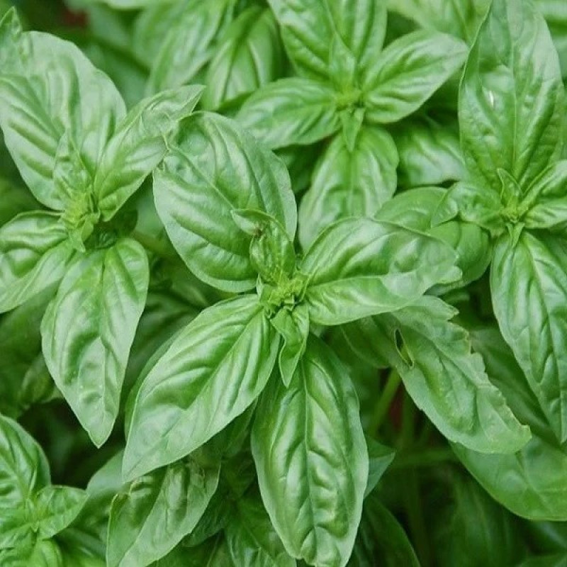 Базилик зеленый Мистер Барнс Вес : 0,5 г